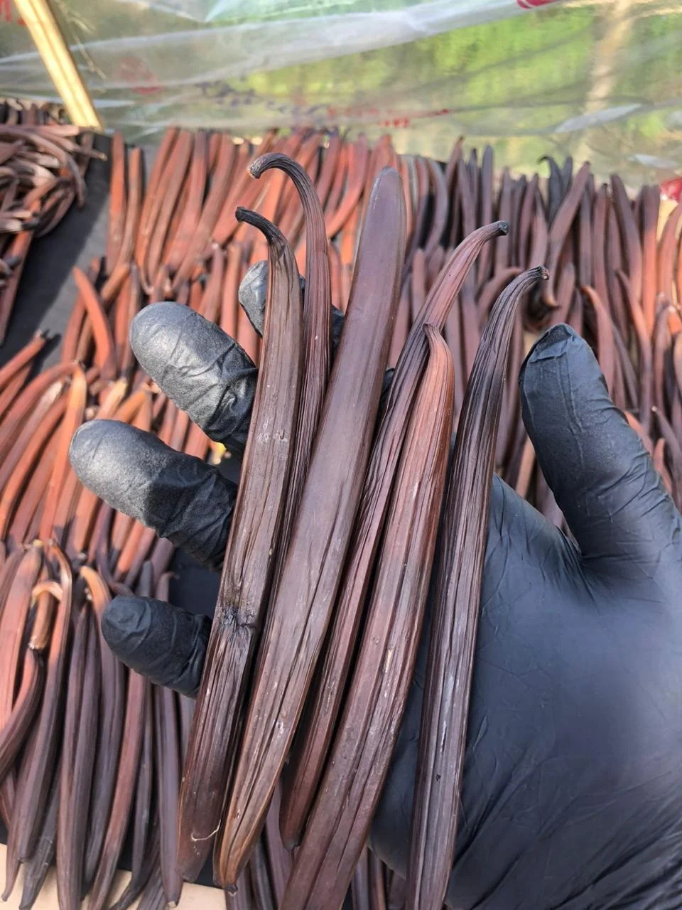 Vanilla beans during handling and curing